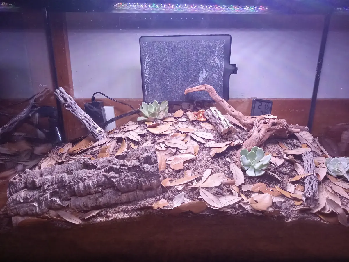 A desert millipede terrarium decorated with succulents.