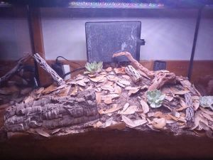 A desert millipede terrarium decorated with succulents.